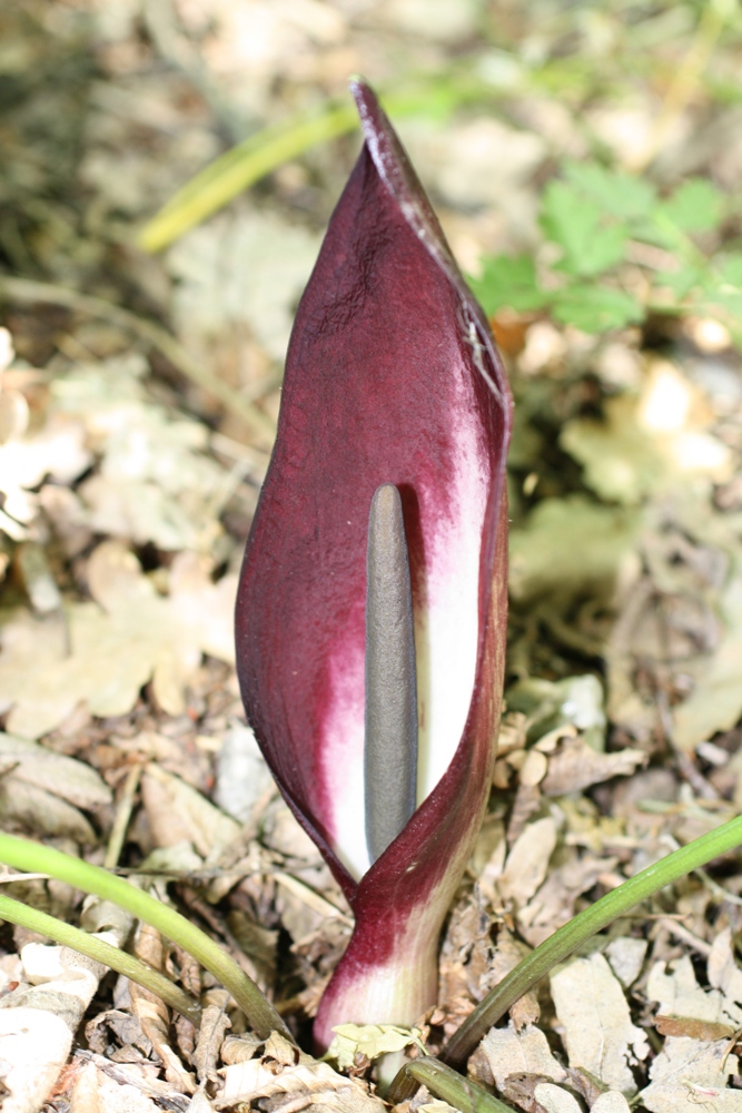 Изображение особи Arum elongatum.