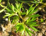 Ranunculus trichophyllus. Лист. Костромская обл., Кологривский район, заповедник \"Кологривский лес\", пойма р. Сеха. 12 июля 2013 г.