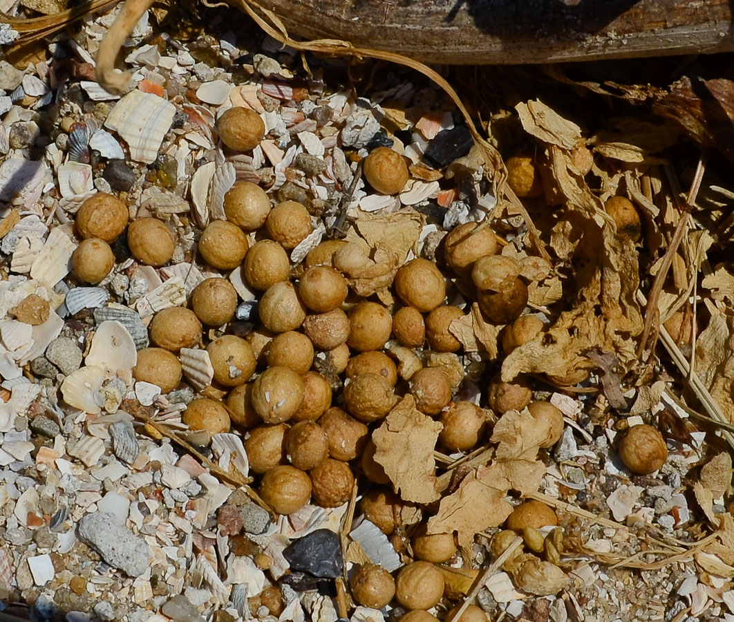 Image of Crambe maritima specimen.