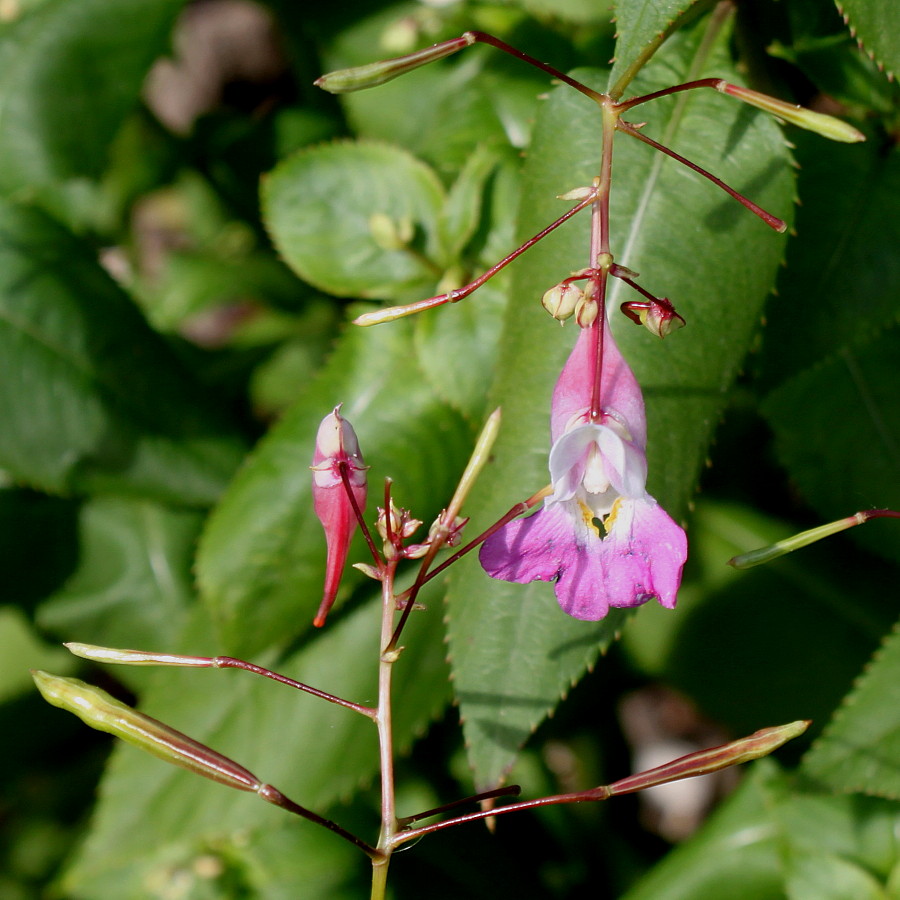Изображение особи Impatiens balfourii.
