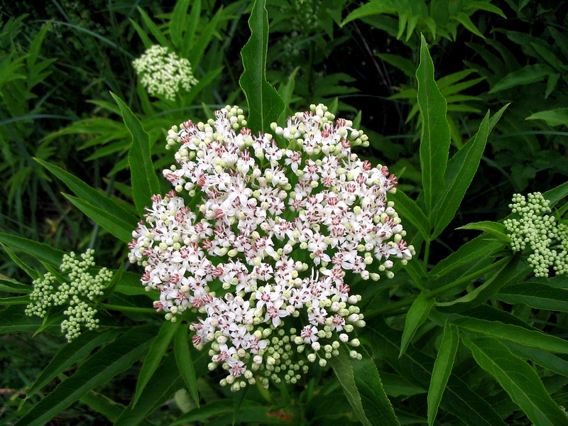 Изображение особи Sambucus ebulus.