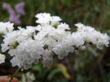 Limonium gmelinii. Конечная веточка соцветия (белоцветковая форма). Алтайский край, Баевский р-н, окр. с. Баево, левый берег р. Кулунда, пойменный солончаковый луг. 21 июля 2011 г.