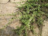 Galium humifusum. Цветущее растение. Крым, восточные окр. г. Джанкой. 02.07.2013.