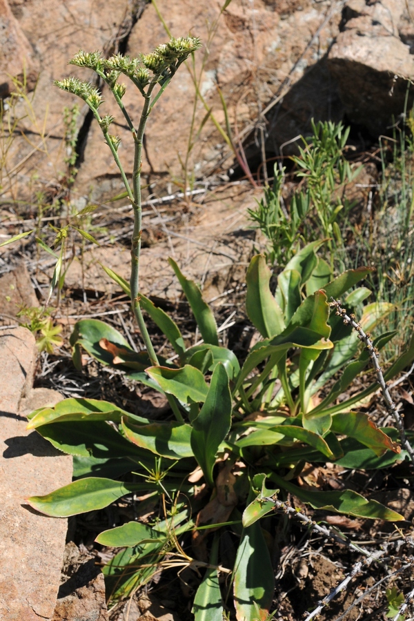 Image of Goniolimon eximium specimen.