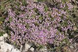 Thymus helendzhicus. Цветущее растение. Черноморское побережье Кавказа, Геленджикский р-н, Маркотхский хребет, гора Совхозная, томилляры, выс. 420 м н.у.м. 21 июля 2013 г.