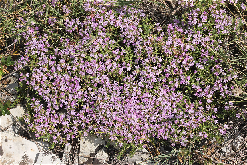 Изображение особи Thymus helendzhicus.