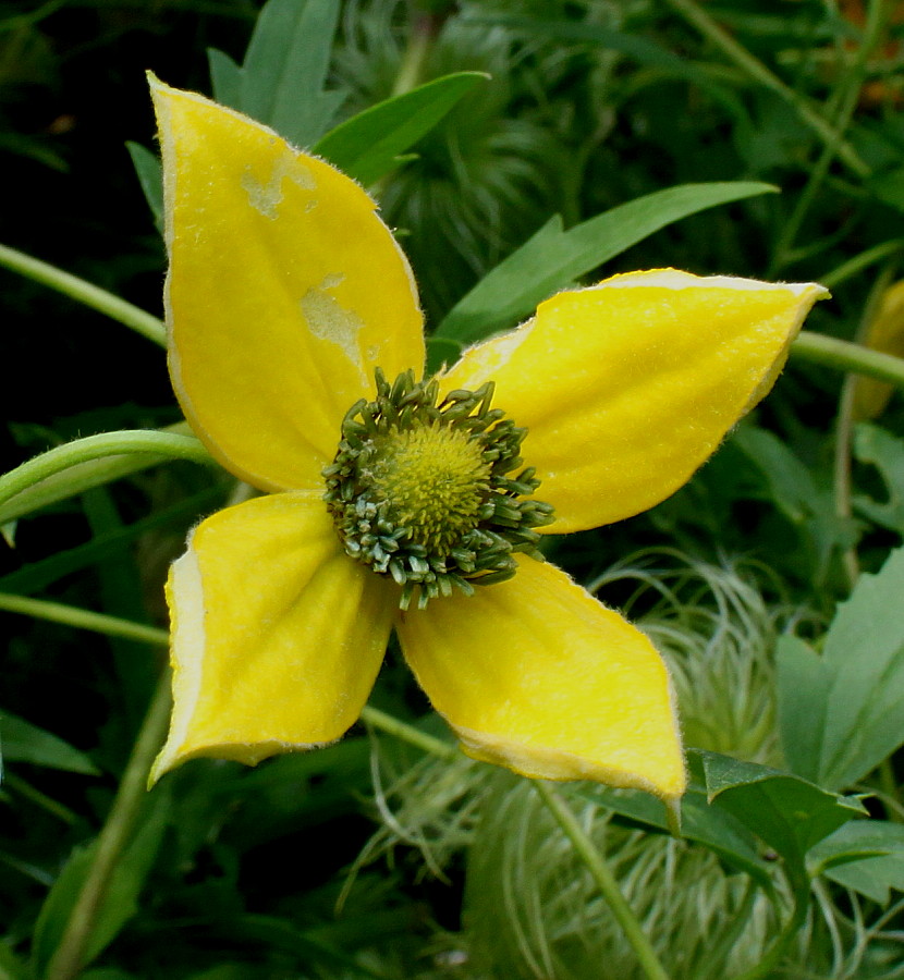 Изображение особи Clematis tangutica.