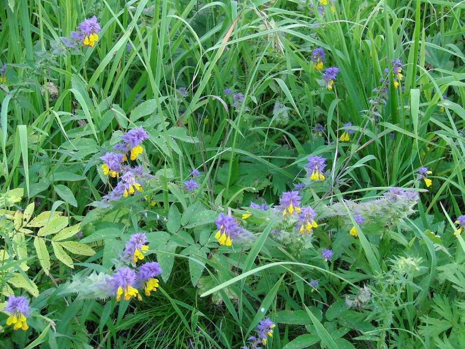 Image of Melampyrum nemorosum specimen.