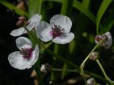 Sagittaria sagittifolia. Часть соцветия (диаметр венчиков примерно 2 см). Киев, Святошинское озеро. 2 июля 2009 г.