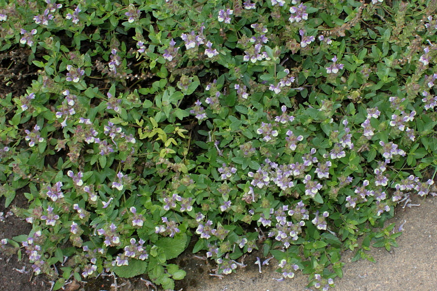 Изображение особи Scutellaria alpina.