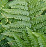 Dryopteris affinis