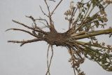 Image of taxon representative. Author is Антон Попович