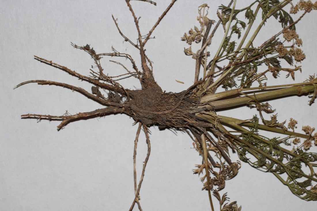 Image of Trinia leiogona specimen.