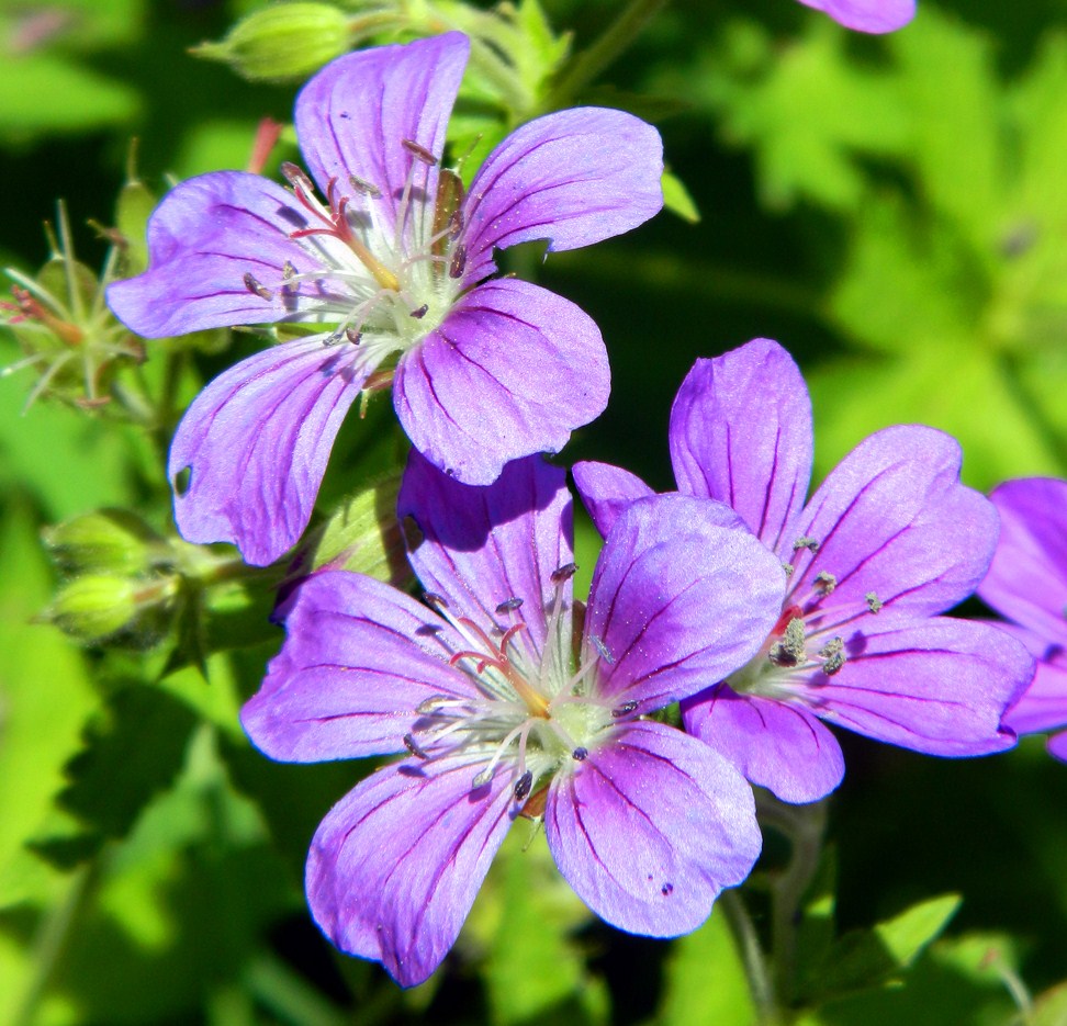 Изображение особи Geranium sylvaticum.