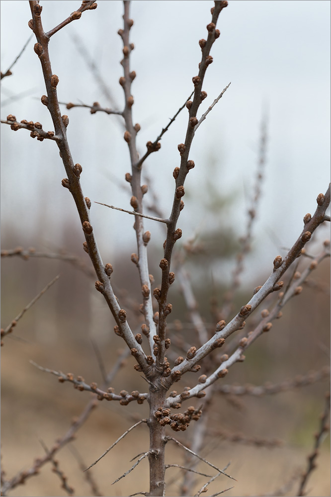 Image of Hippophae rhamnoides specimen.