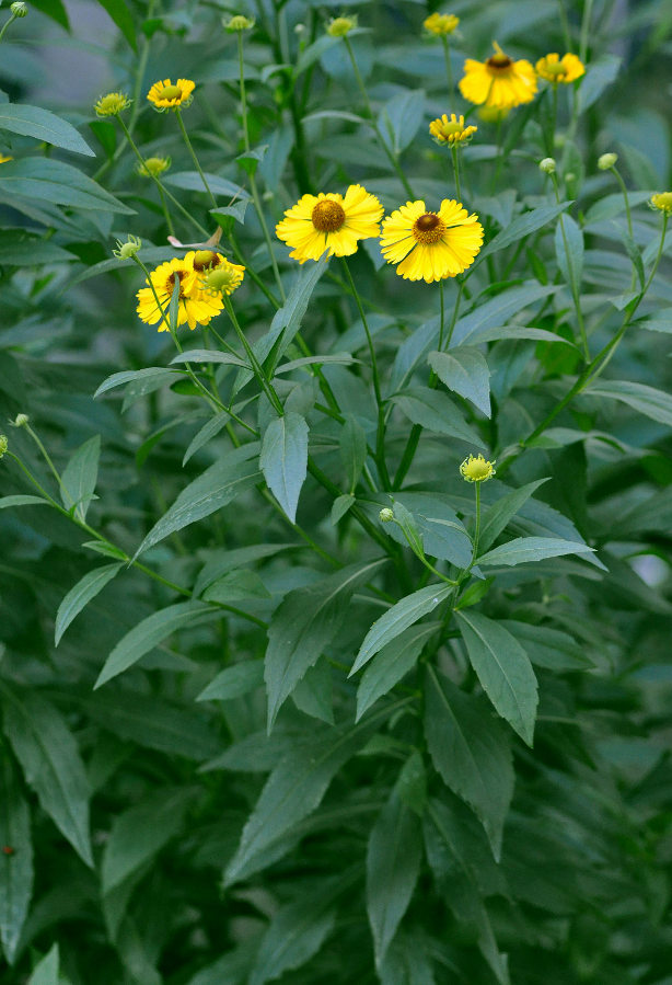 Image of Helenium autumnale specimen.