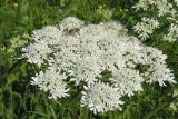 Смотреть изображение Heracleum dissectum