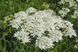 Heracleum dissectum. Соцветие и фуражирующая пчела медоносная (Apis mellifera L.). Восточный Казахстан, Уланский р-н, окр. с. Украинка., луг. 03.07.2005.