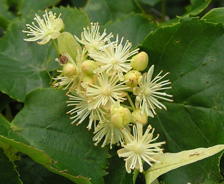 Изображение особи Tilia amurensis.