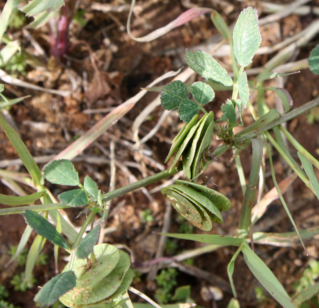 Image of Medicago orbicularis specimen.