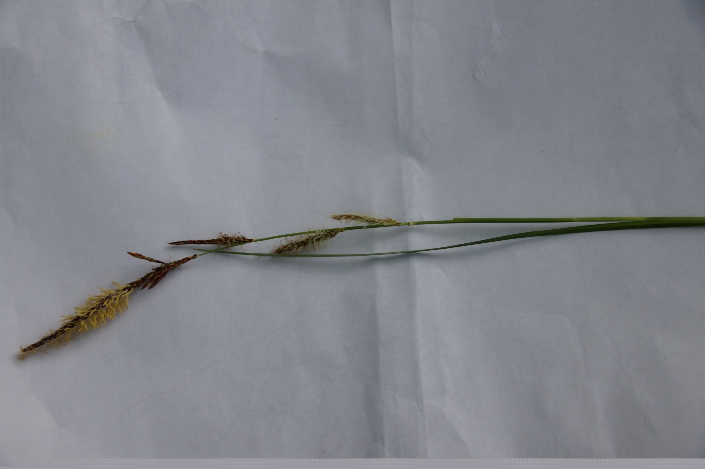 Image of genus Carex specimen.