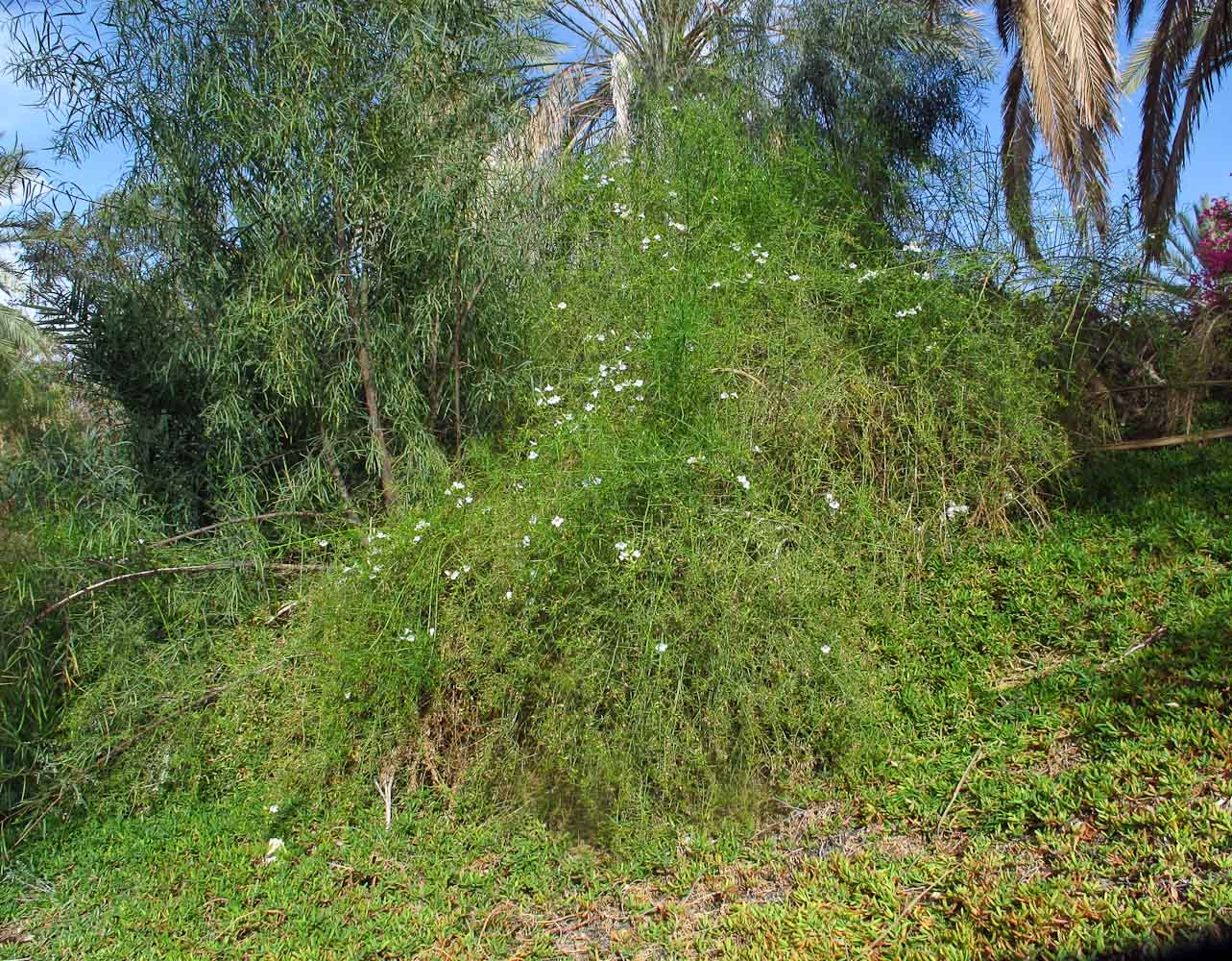 Изображение особи Eremophila polyclada.