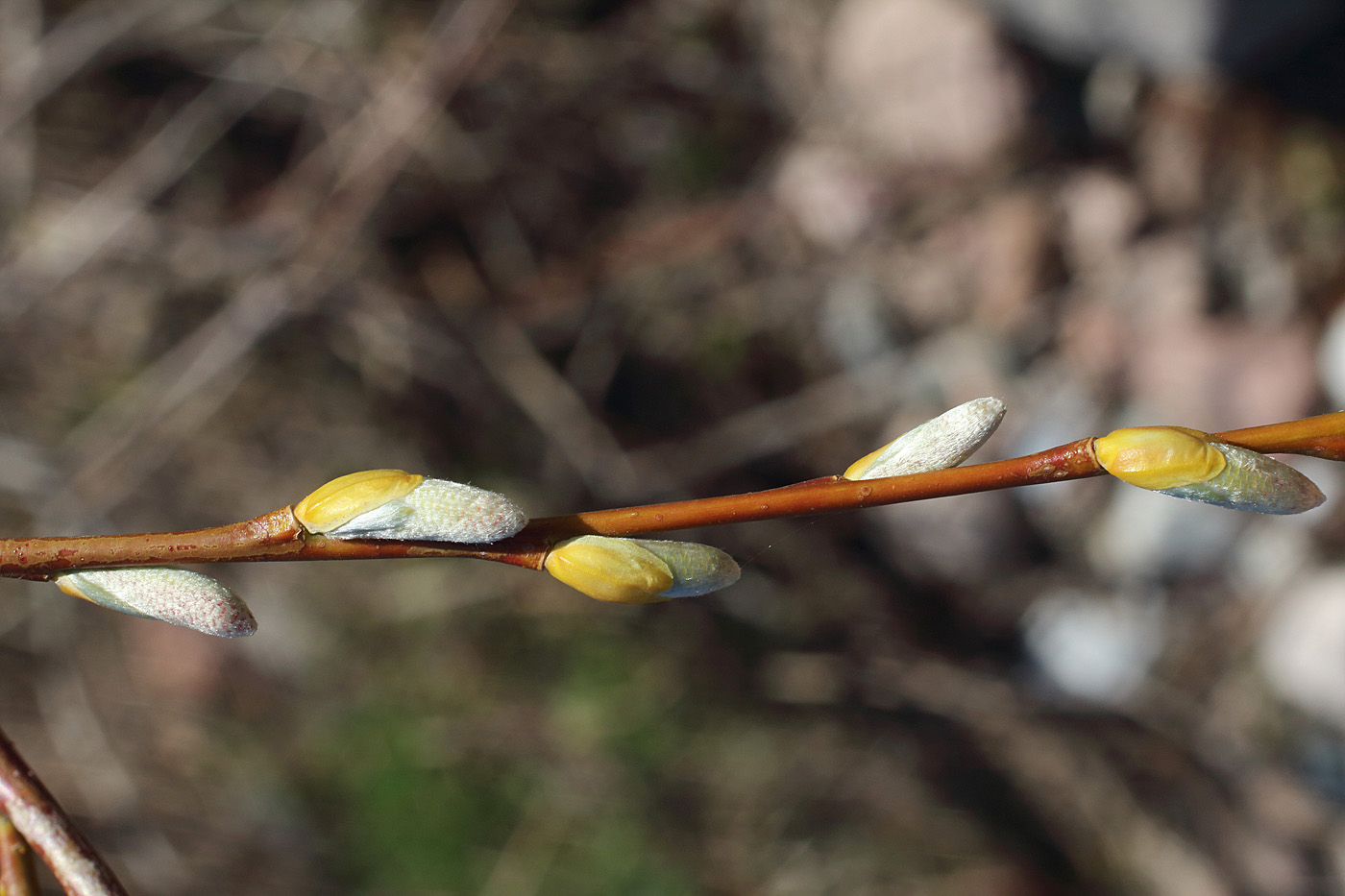 Изображение особи Salix blakii.