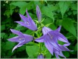 Campanula latifolia. Соцветие. Чувашия, окр. г. Шумерля, пойма р. Сура ниже р. Шумерлинка. 11 июля 2009 г.