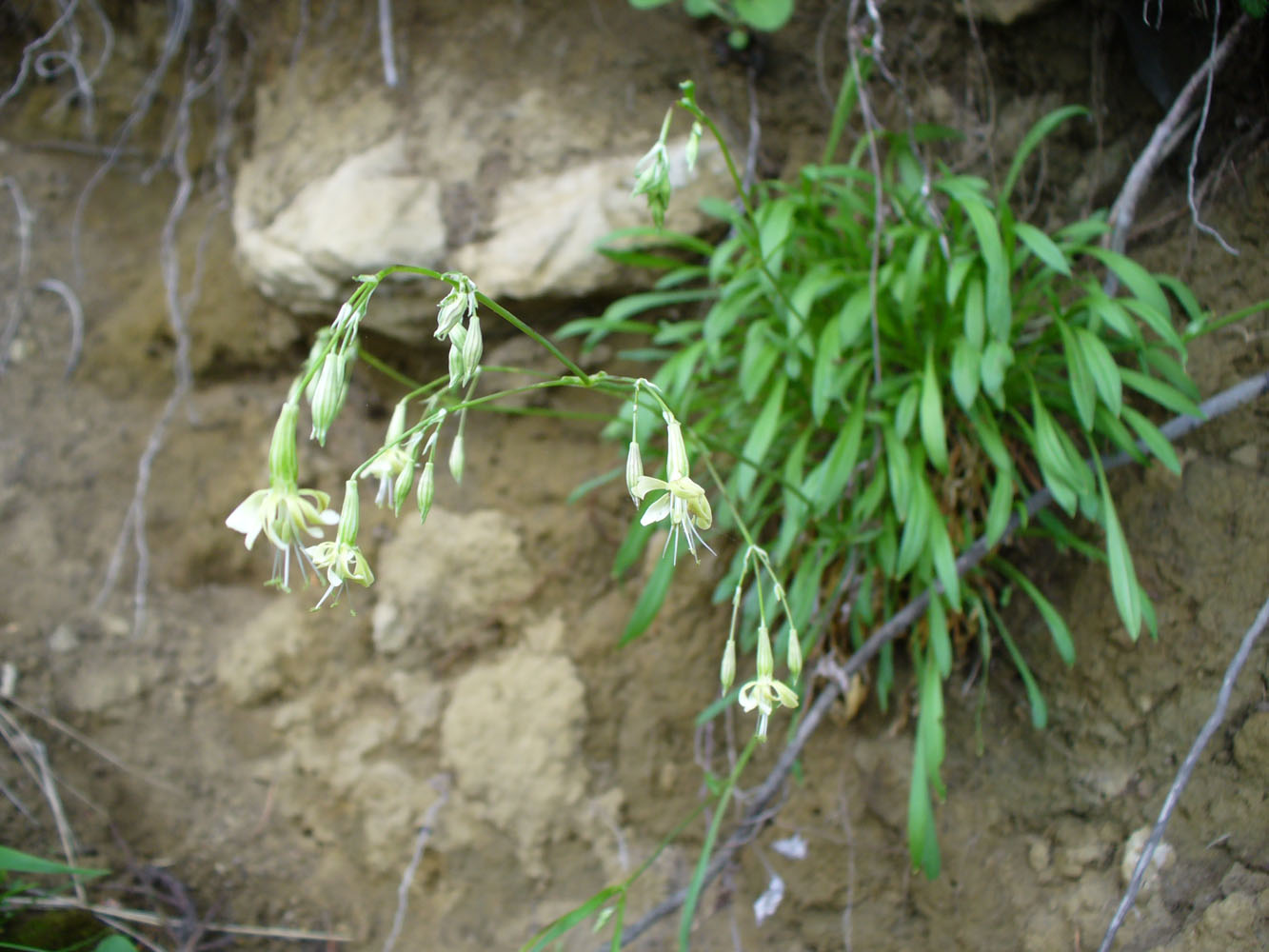 Изображение особи Silene saxatilis.