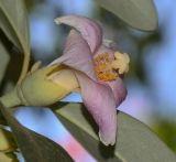 Lagunaria patersonia. Цветок. Израиль, Шарон, пос. Кфар Шмариягу, в культуре. 08.06.2014.