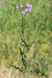 Lactuca tatarica. Верхушка цветущего растения. Ростовская обл., Неклиновский р-н, Лакедемоновское с/п, берег Миусского лимана. 29.06.2014.