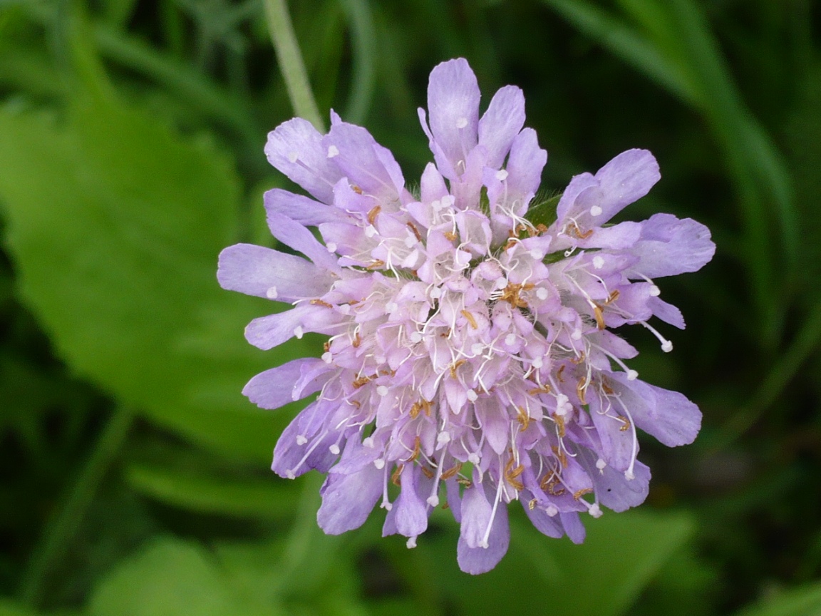 Изображение особи Knautia arvensis.