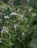 Anthriscus sylvestris var. nemorosa