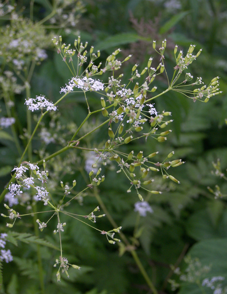 Image of Anthriscus sylvestris var. nemorosa specimen.