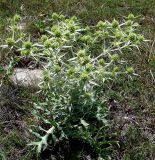 Eryngium campestre