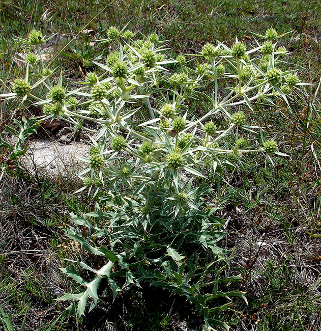 Изображение особи Eryngium campestre.