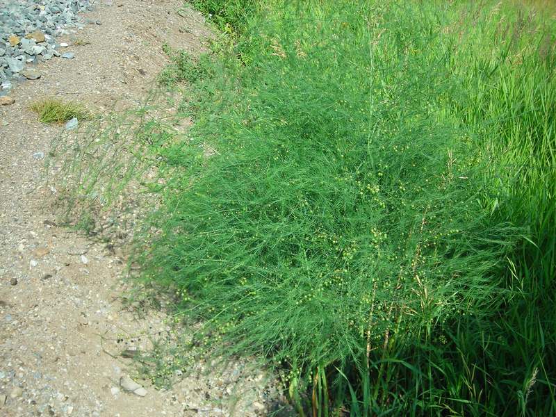 Image of Asparagus officinalis specimen.