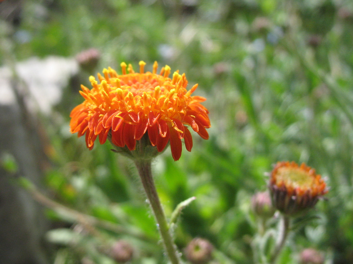 Изображение особи Erigeron cabulicus.