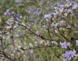 Limonium coriarium