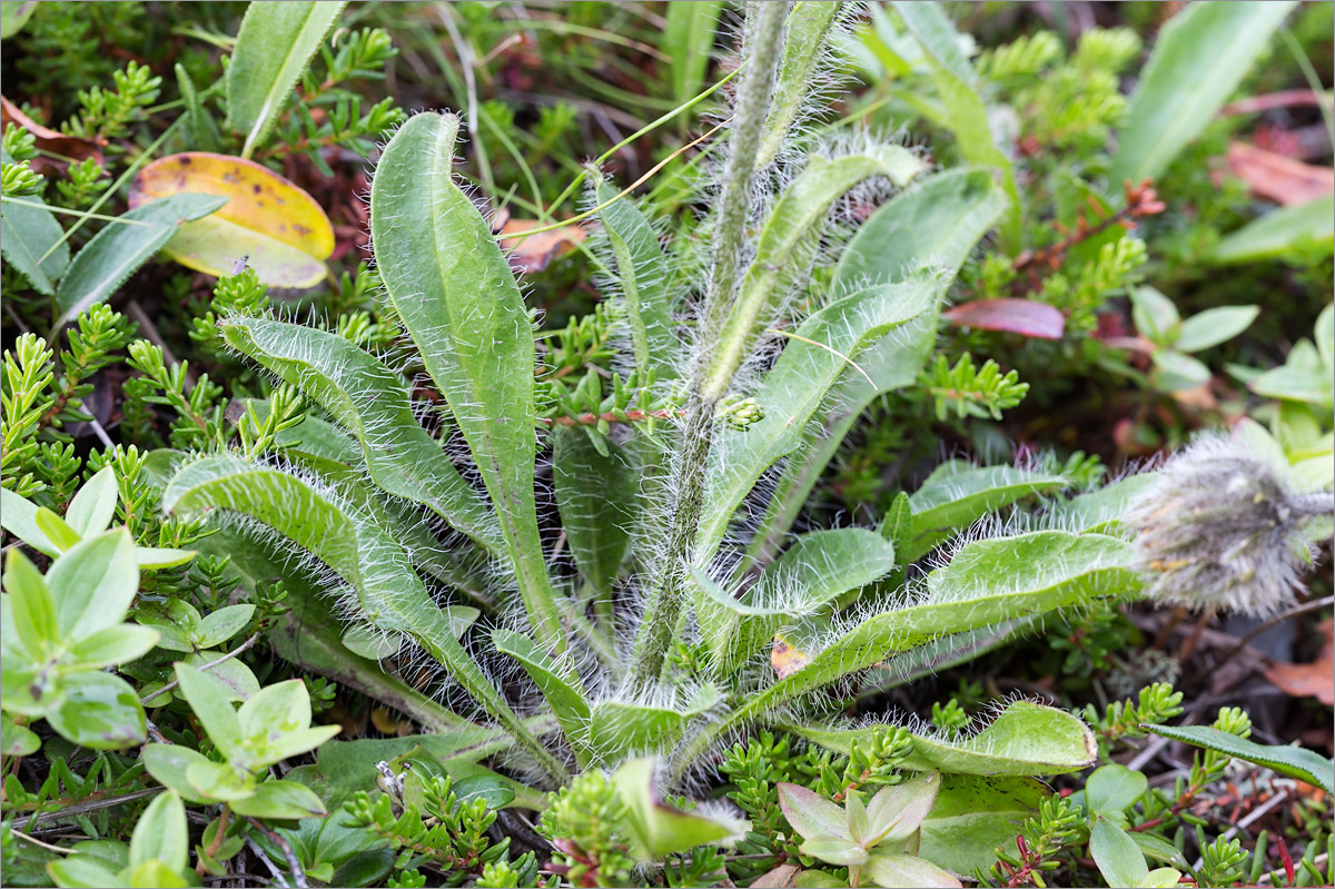 Изображение особи Hieracium alpinum.