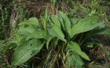 Centaurea phrygia