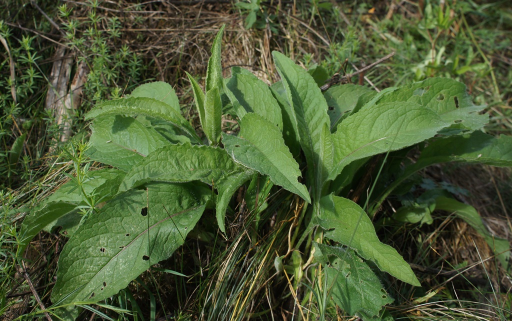 Image of Centaurea phrygia specimen.