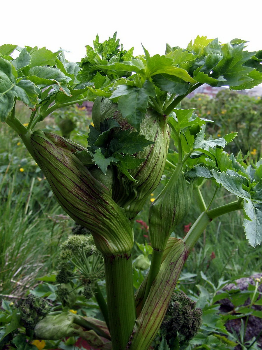 Изображение особи Archangelica officinalis.