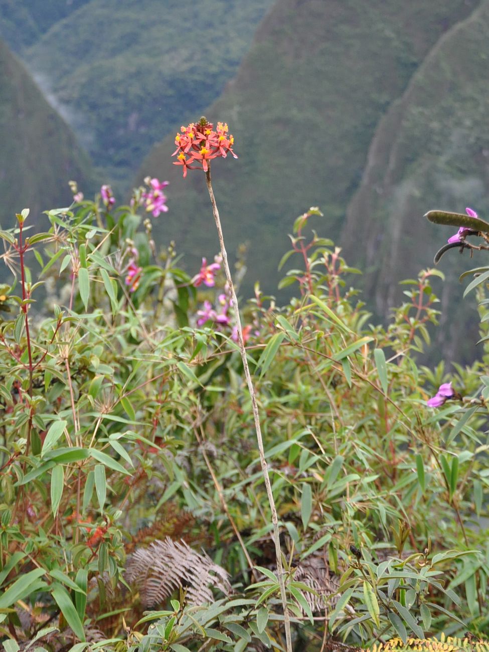 Image of Epidendrum secundum specimen.