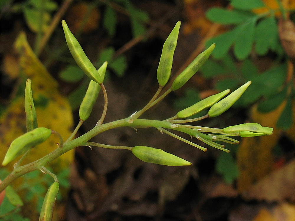 Image of Pseudo-fumaria alba specimen.