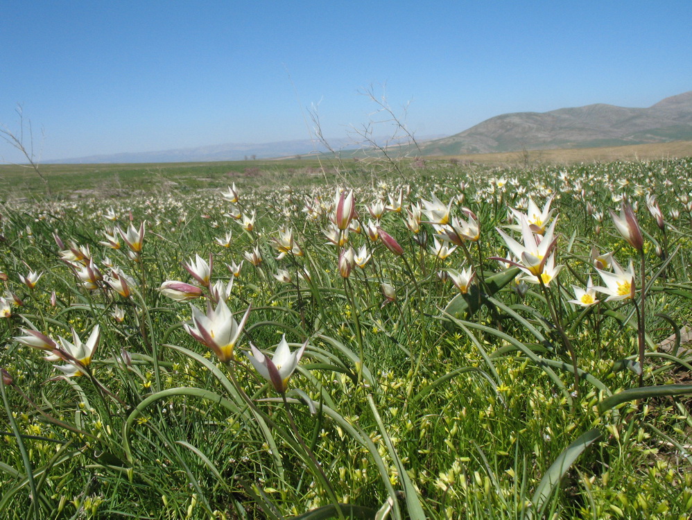 Image of Tulipa bifloriformis specimen.