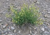 Corydalis pseudoadunca