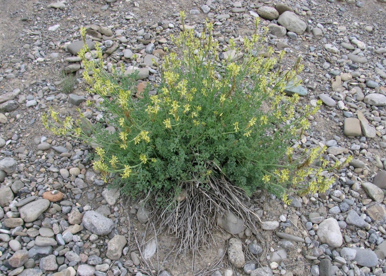 Изображение особи Corydalis pseudoadunca.