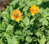 Trollius asiaticus