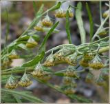 Artemisia sieversiana. Часть соцветия. Чувашия, г. Шумерля. 21 августа 2009 г.